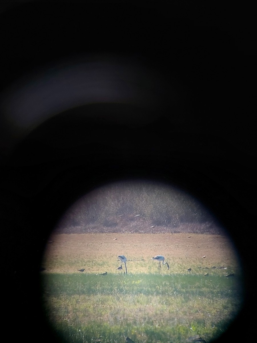 Greater Flamingo - ML504814301