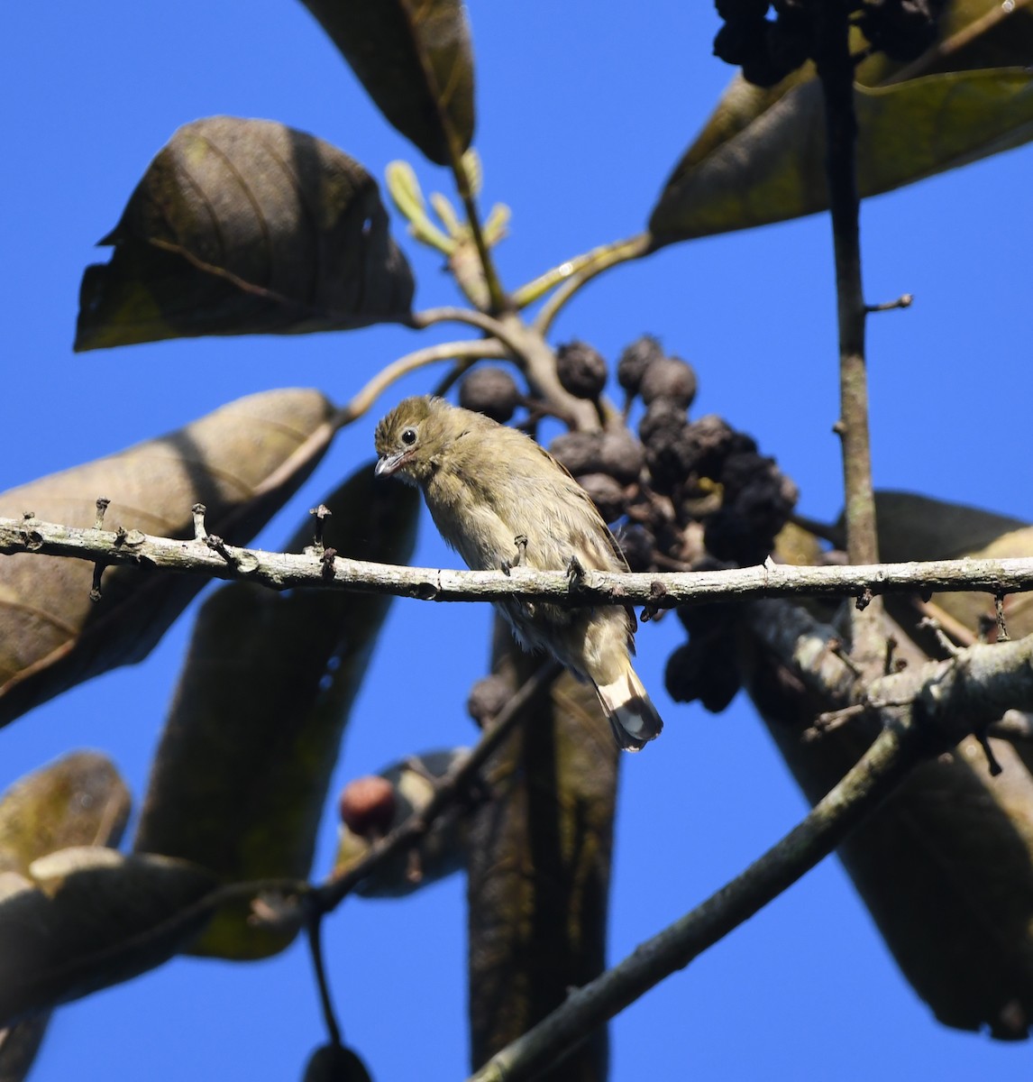 Willcocks's Honeyguide - Gabriel Jamie