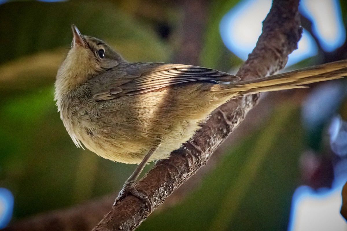 Malagasy Brush-Warbler (Malagasy) - ML504814531