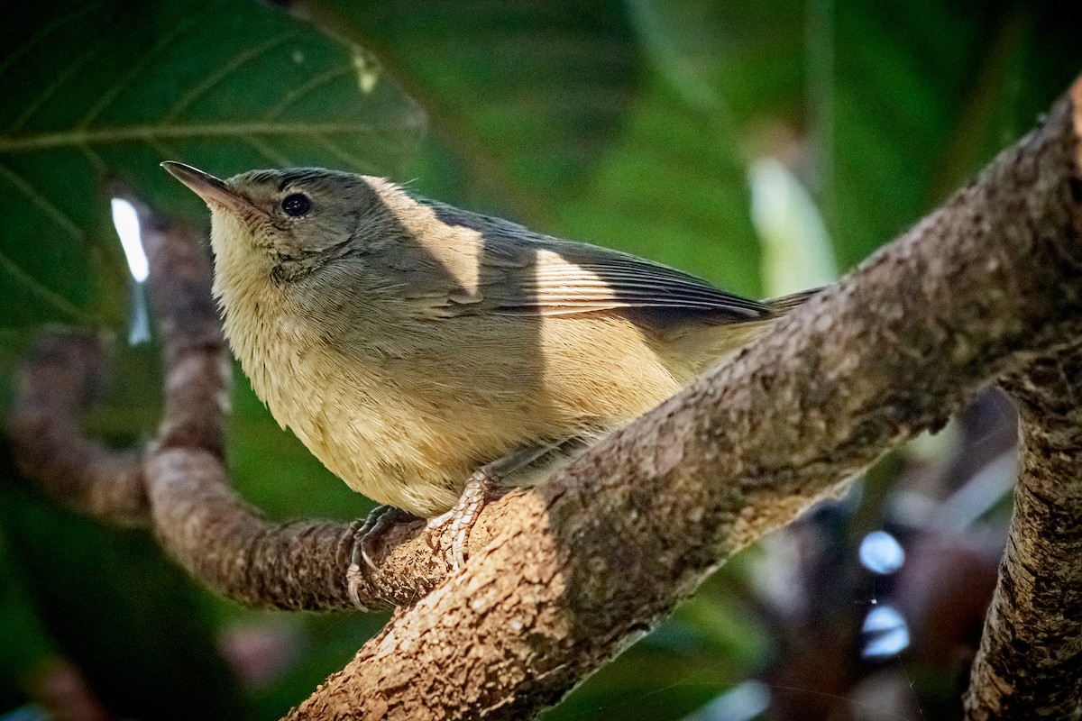 Malagasy Brush-Warbler (Malagasy) - ML504814541