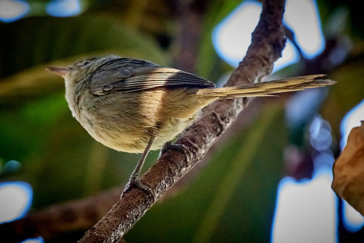 Malagasy Brush-Warbler (Malagasy) - Tomáš Grim