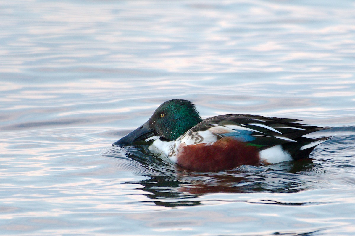 Northern Shoveler - ML504815041