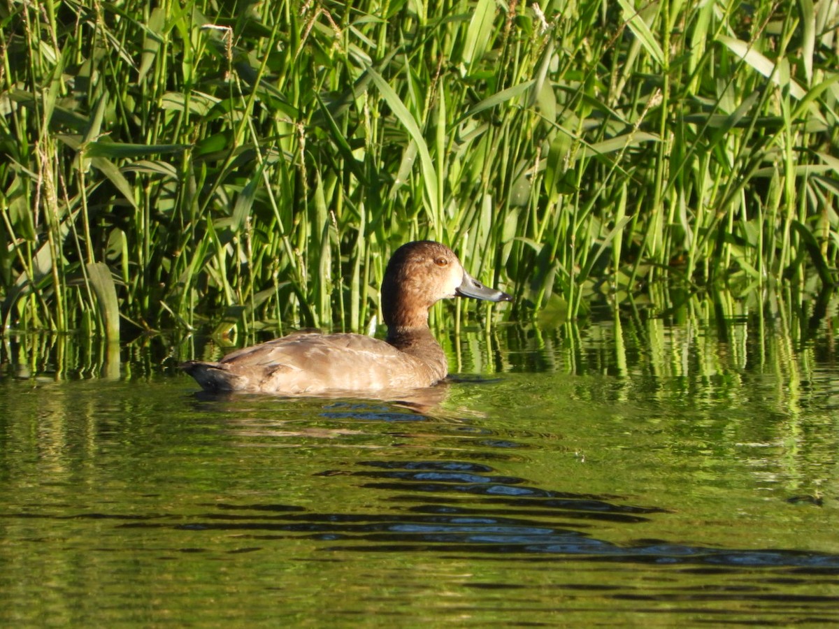 Redhead - ML504817111