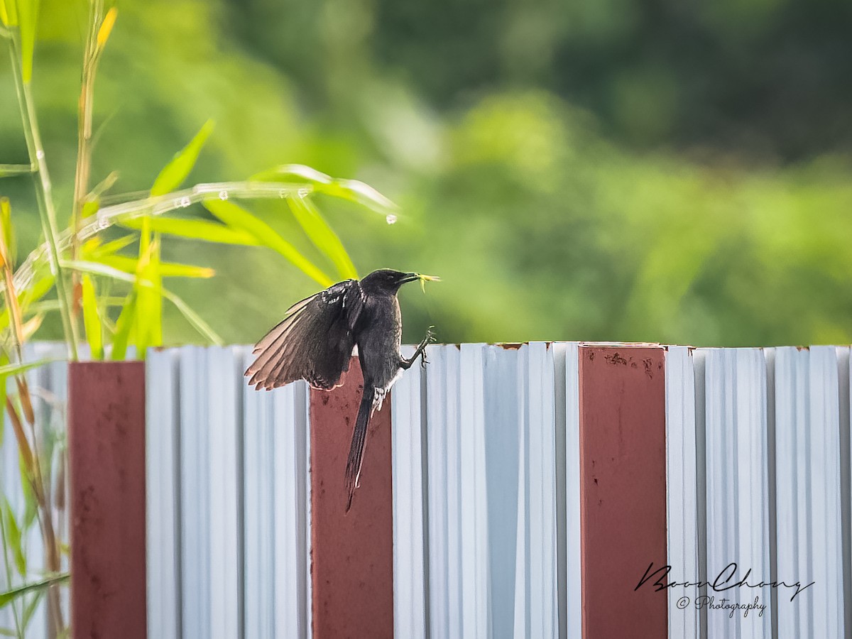 Black Drongo - ML504817221