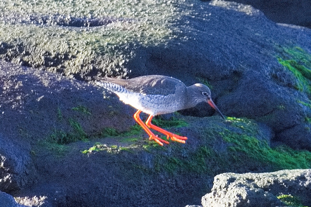 Common Redshank - ML504819151