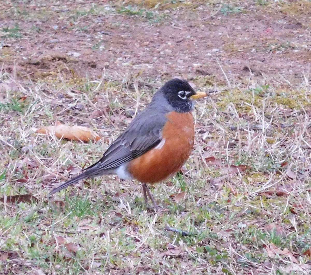American Robin - ML50481921