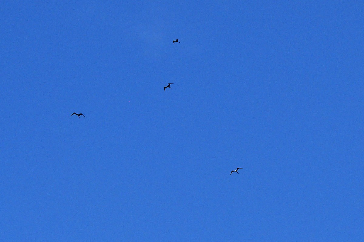 Magnificent Frigatebird - ML504820031