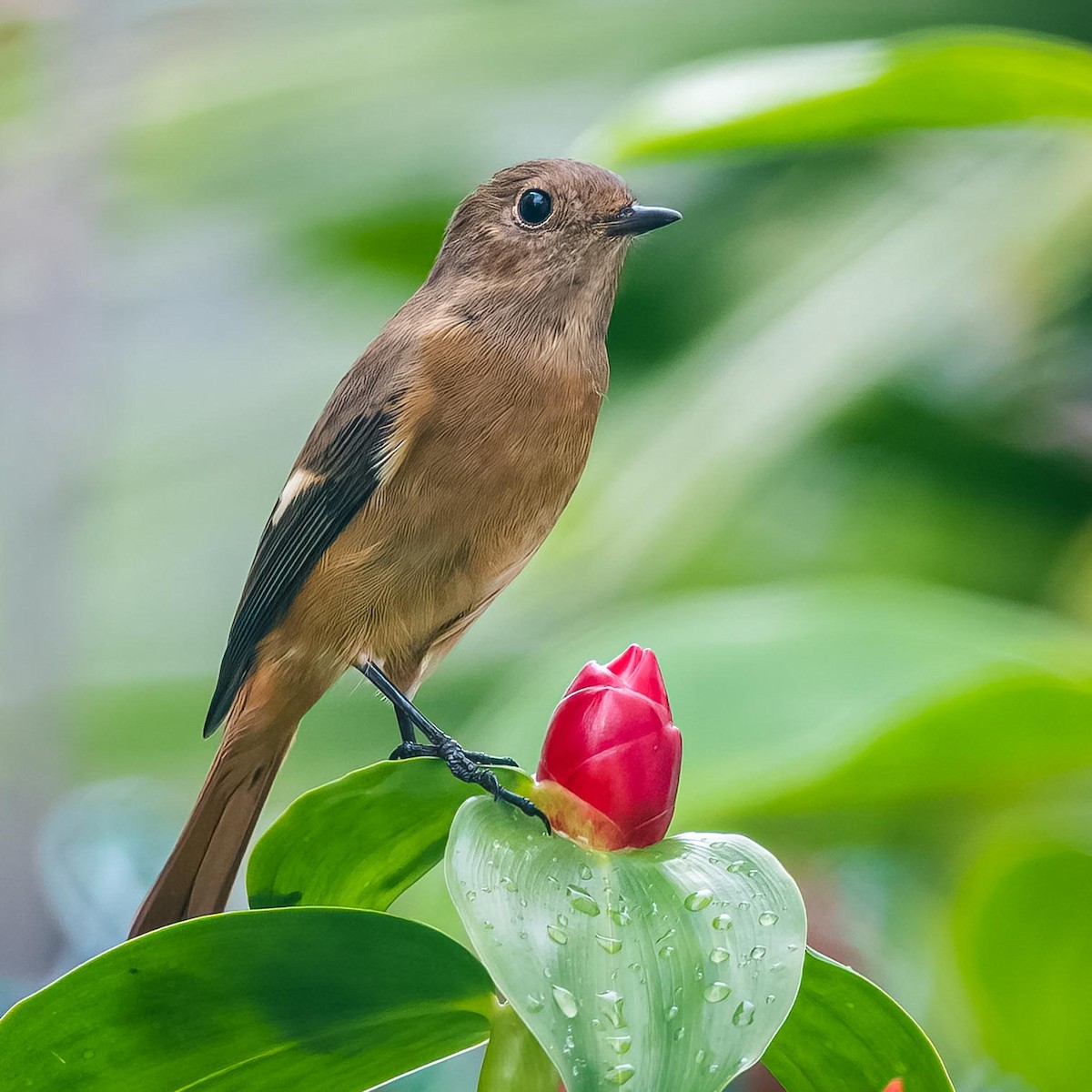 Daurian Redstart - ML504820981