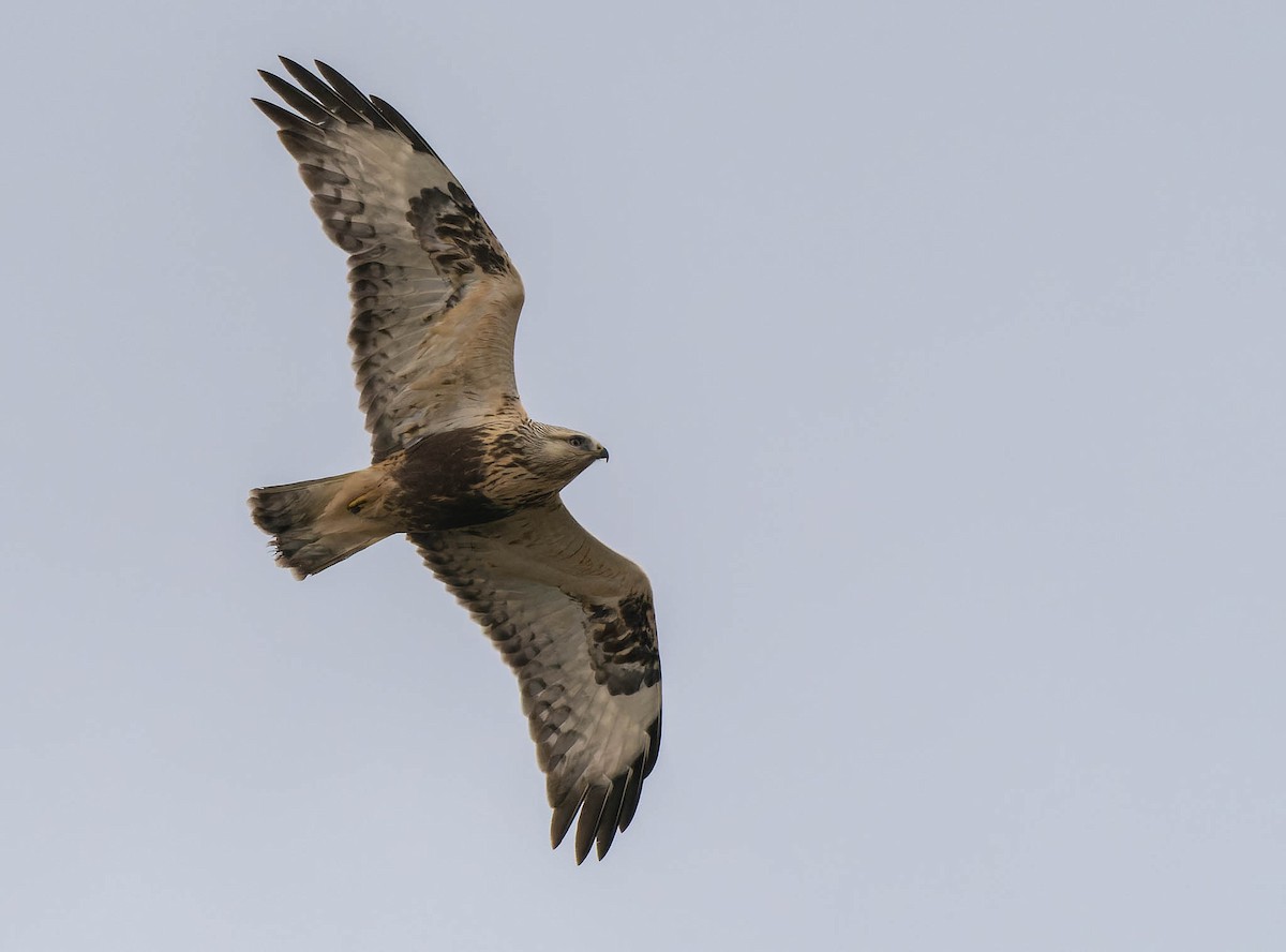 Raufußbussard - ML504821171