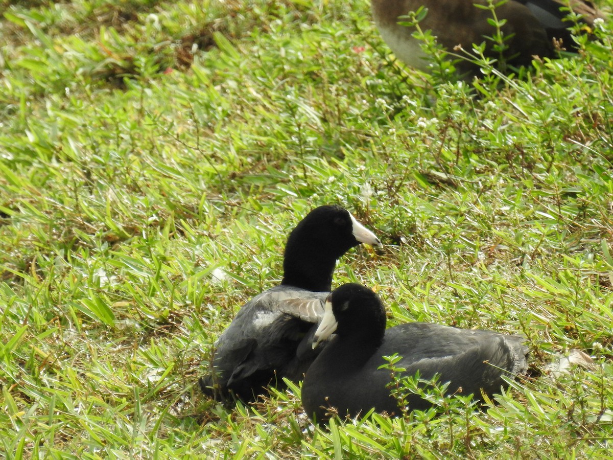 American Coot - ML504821951