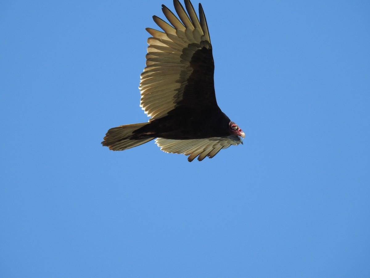 Turkey Vulture - ML504822241