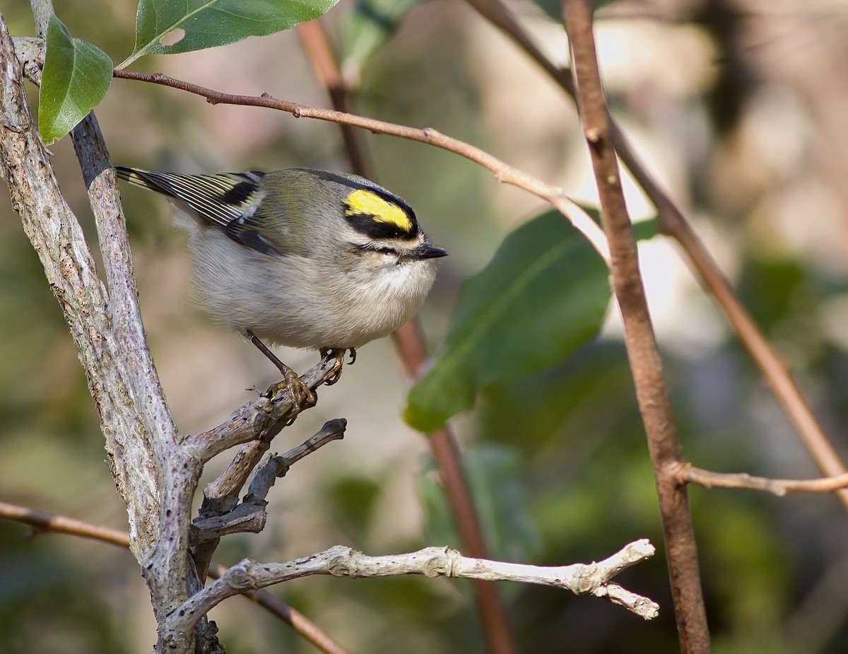 Golden-crowned Kinglet - ML504822601