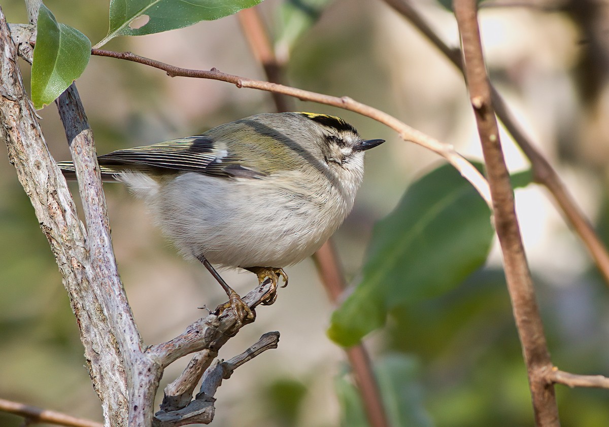 Golden-crowned Kinglet - ML504822611