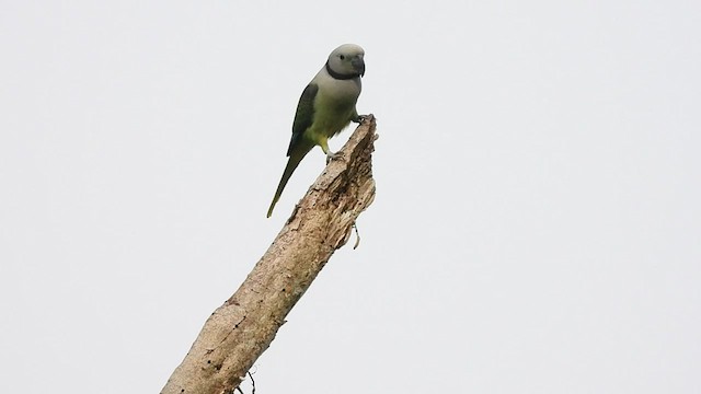 Malabar Yeşil Papağanı - ML504822671