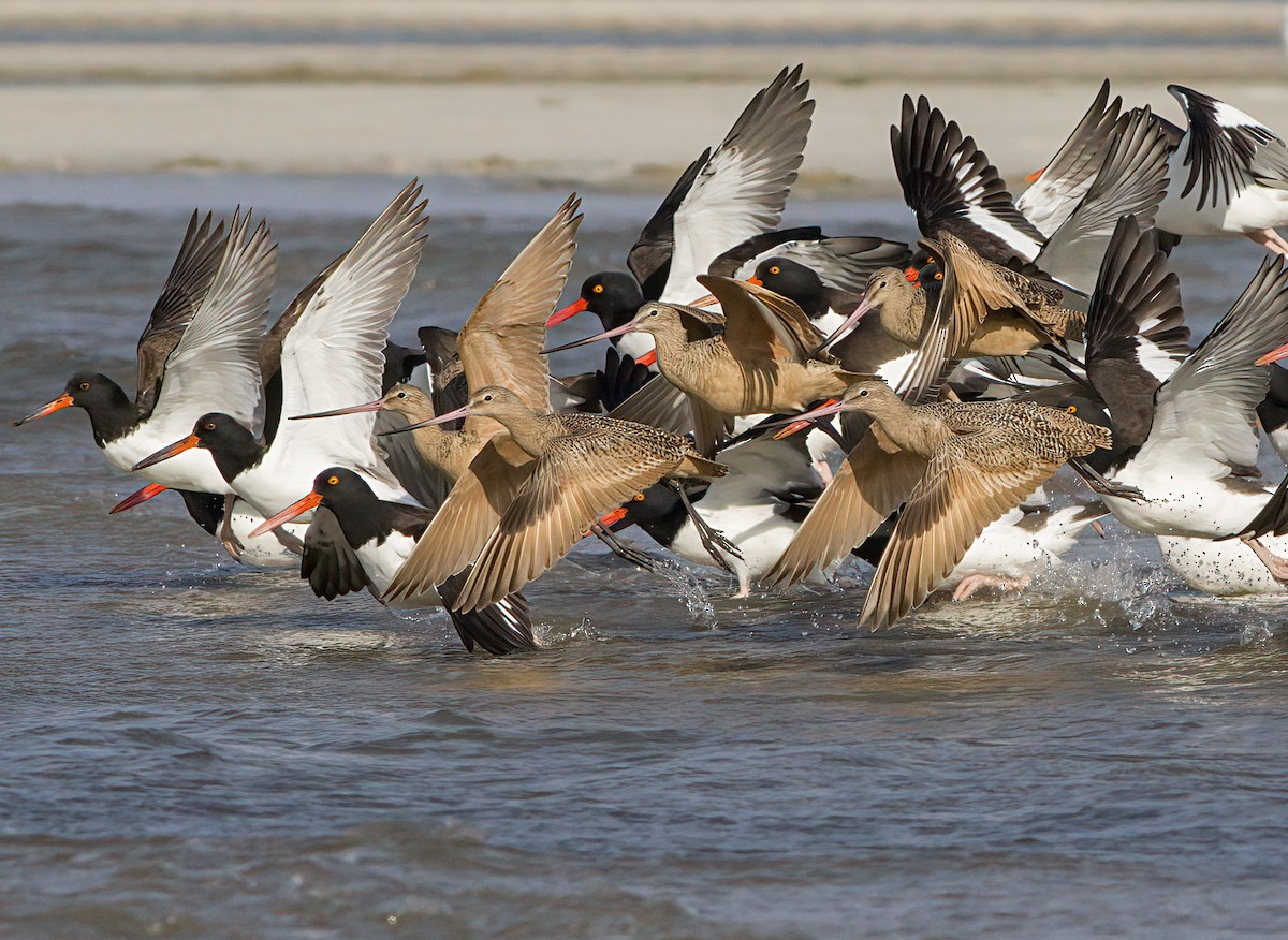 Marbled Godwit - John Gluth