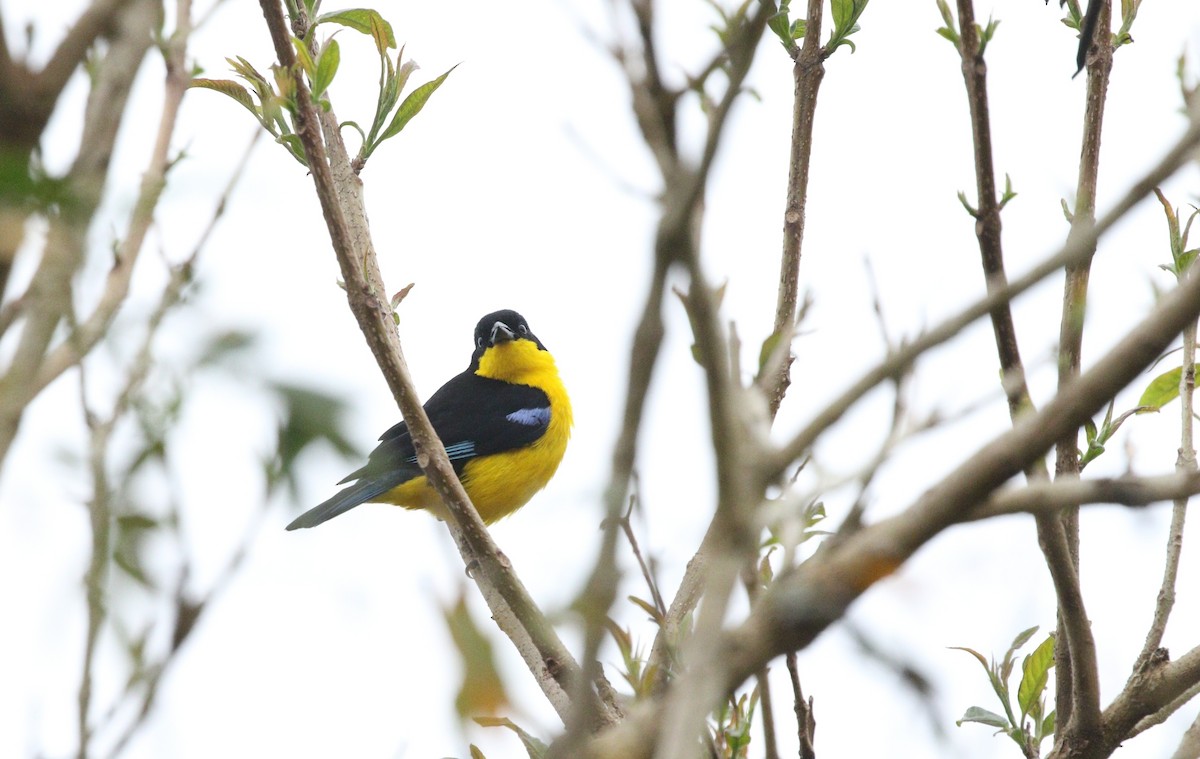 Blue-winged Mountain Tanager (Bolivian) - ML504823021