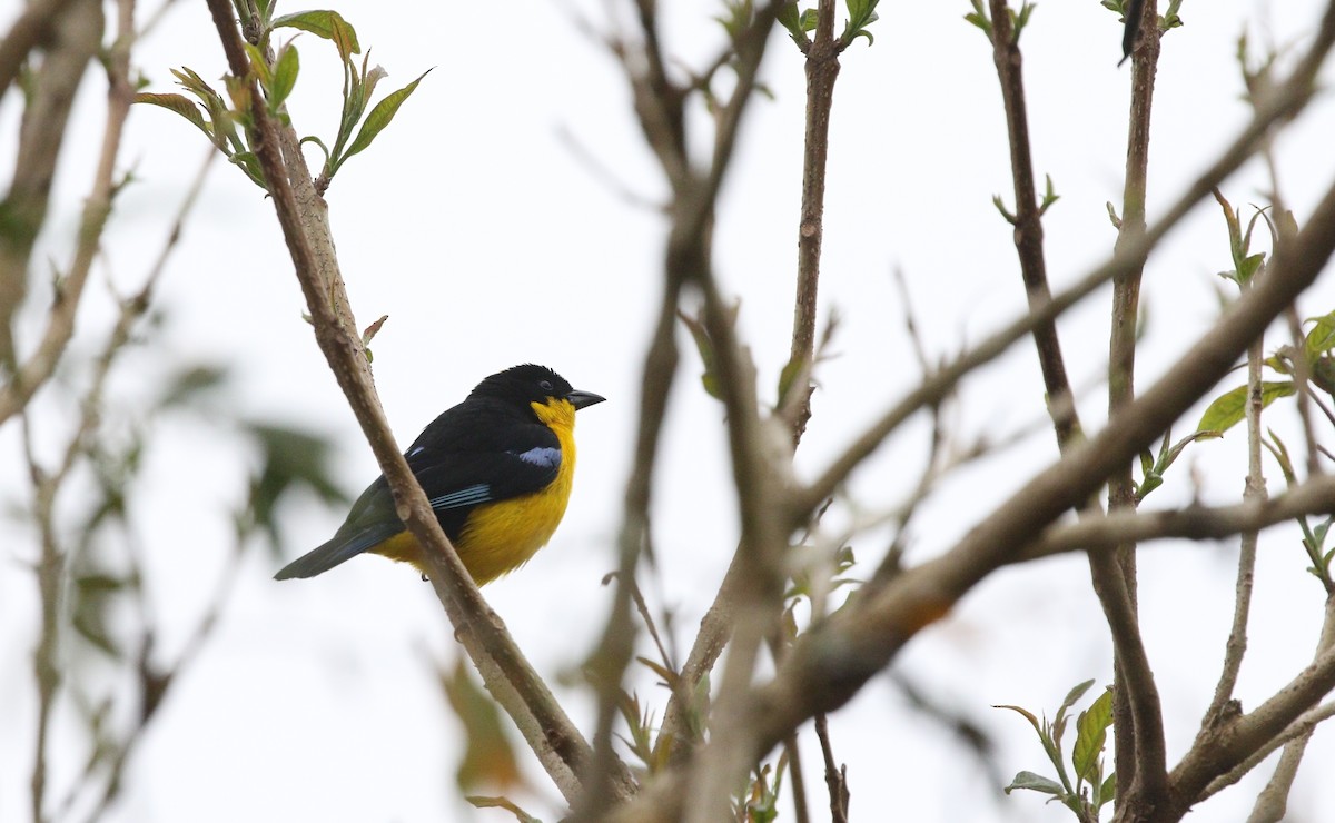 Blue-winged Mountain Tanager (Bolivian) - ML504823031