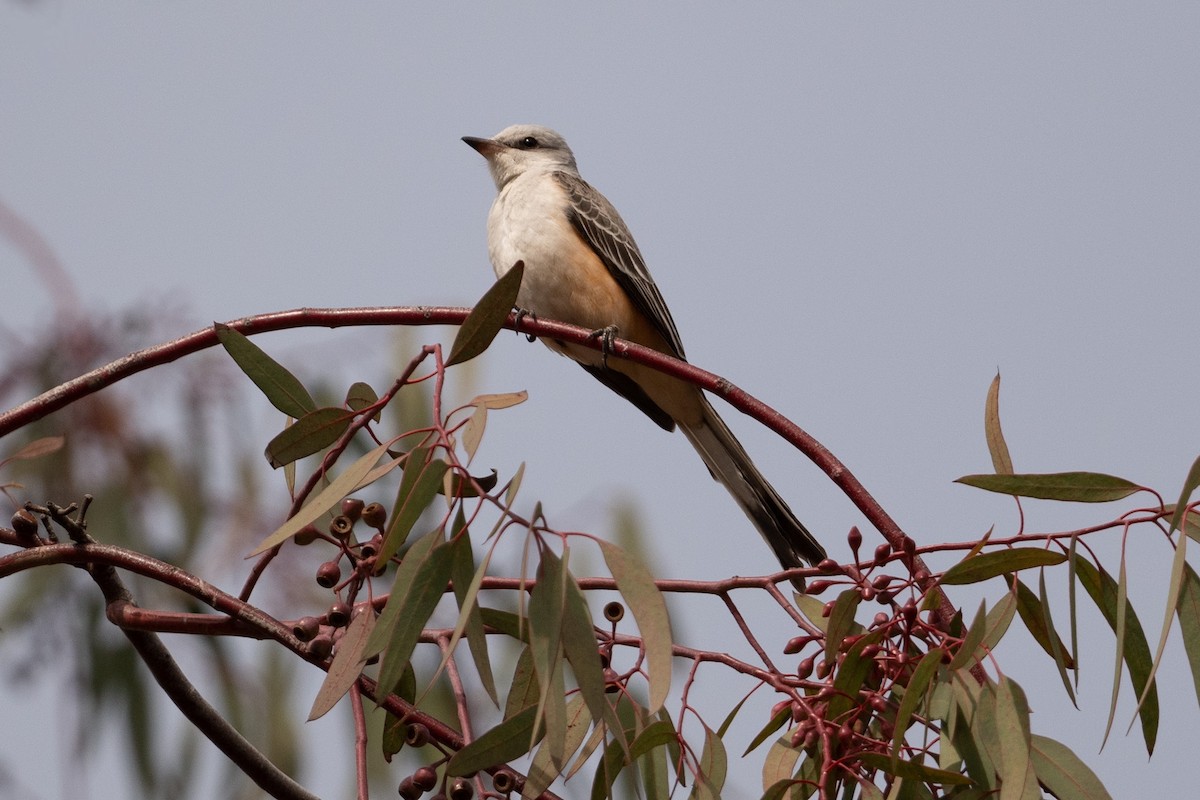 Scissor-tailed Flycatcher - Cynthia  Case