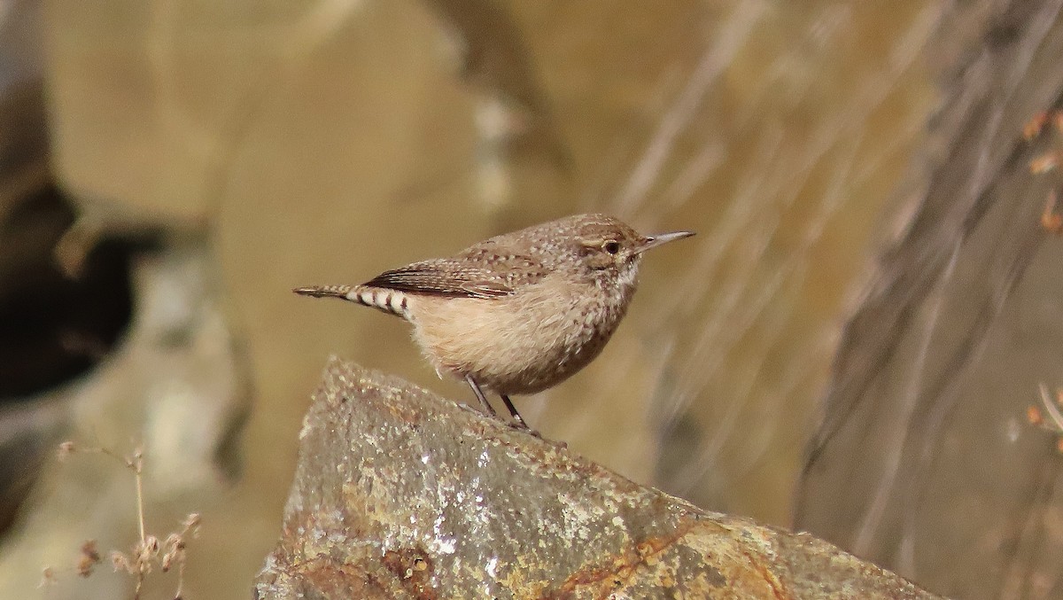 Rock Wren - ML504823441