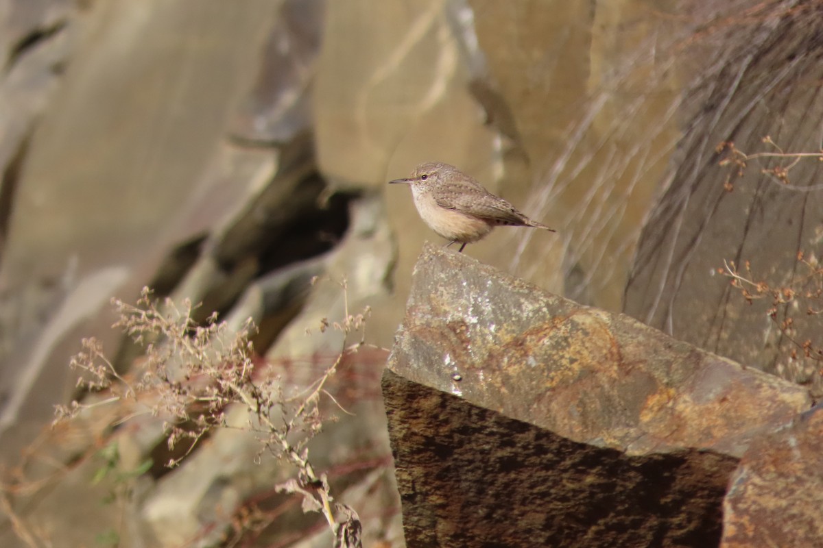 Rock Wren - ML504823451