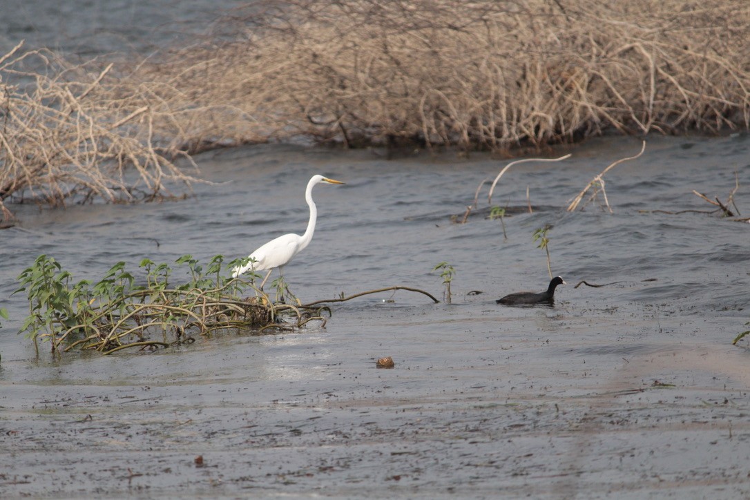 Great Egret - ML504824851