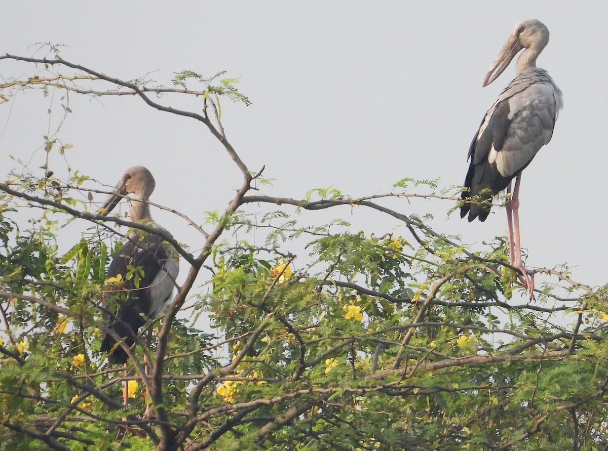 Asian Openbill - Sita Susarla