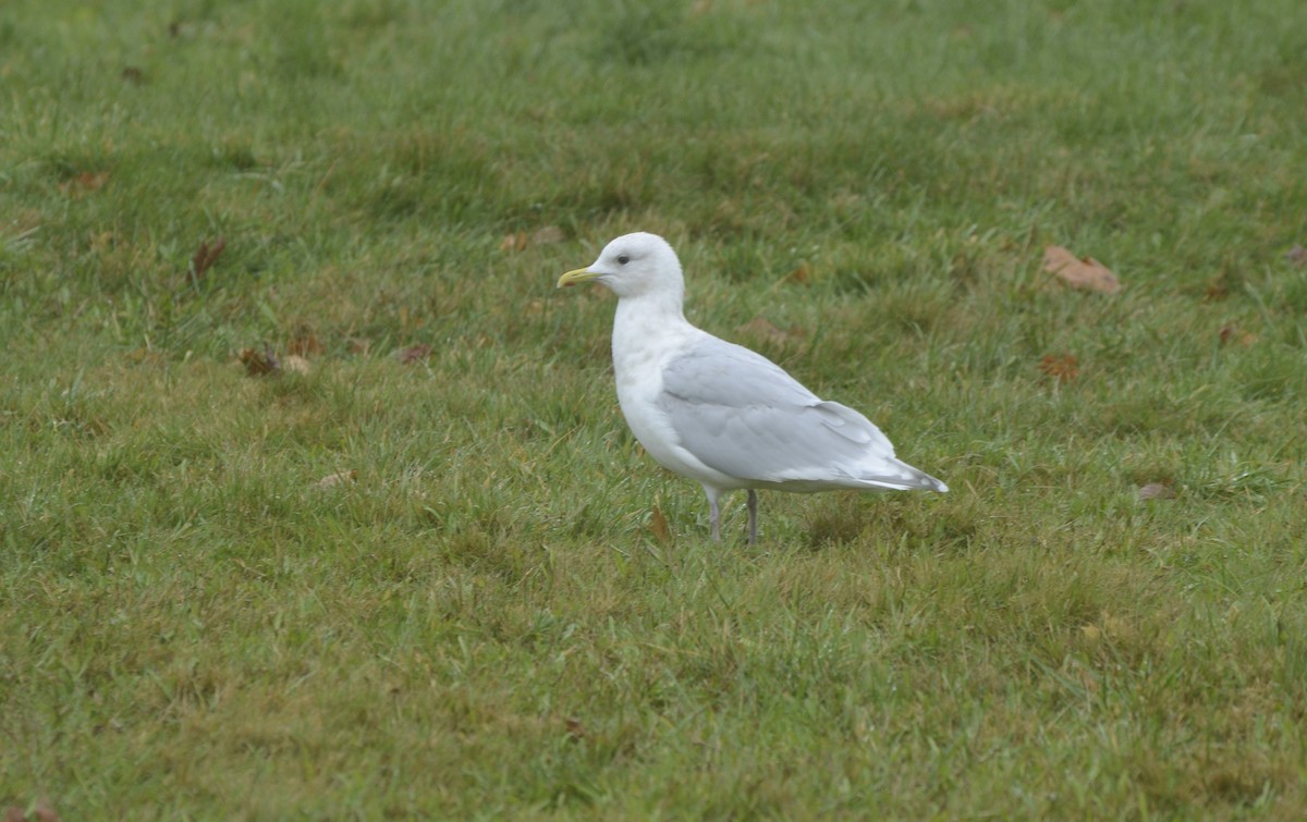 Iceland Gull (kumlieni) - ML504826181