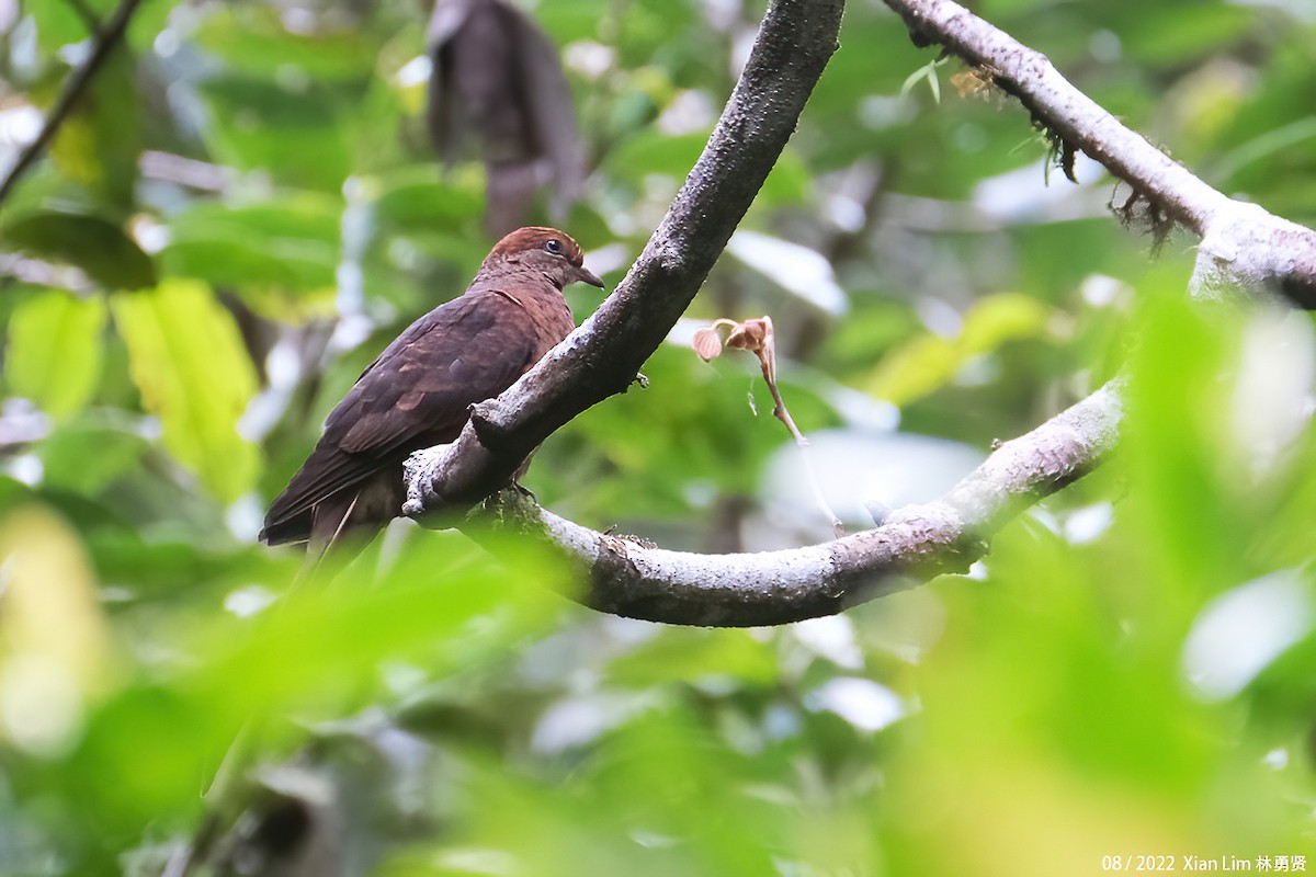 Little Cuckoo-Dove - ML504826201