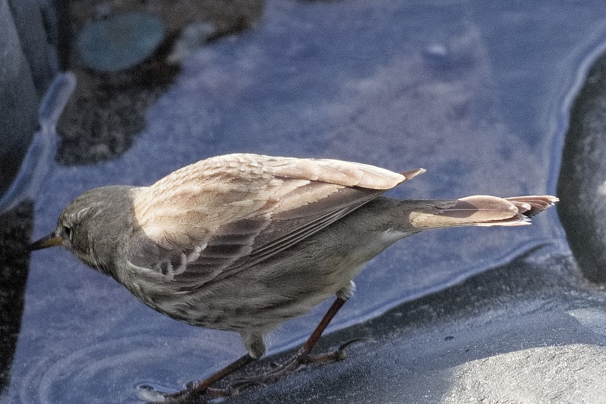 Rock Pipit - ML504828251