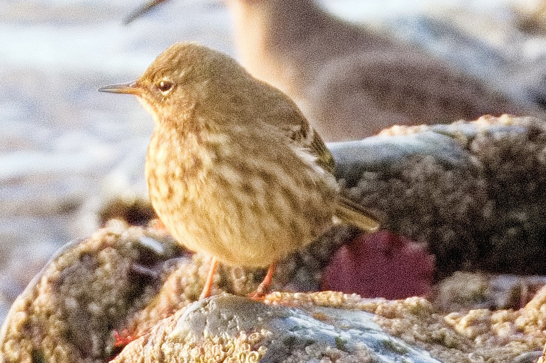 Rock Pipit - ML504828721