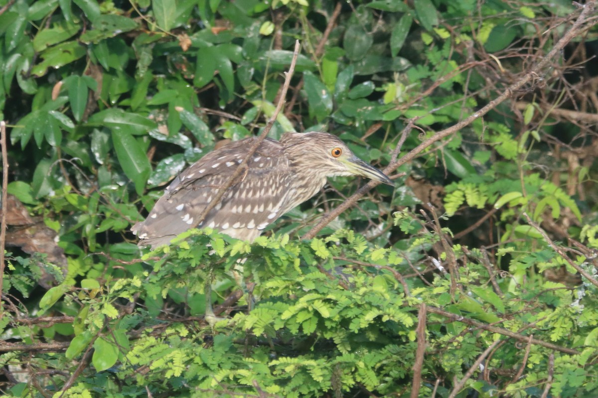 Black-crowned Night Heron - ML504828881