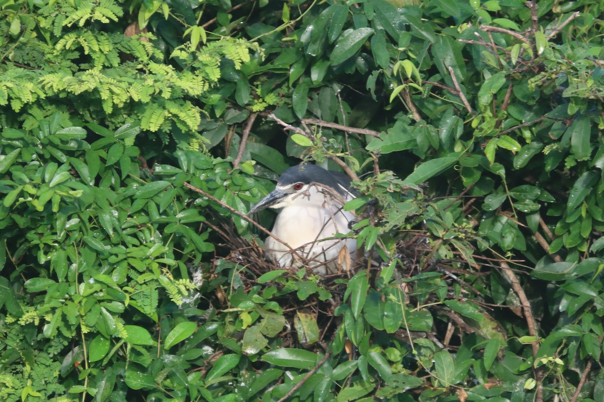 Black-crowned Night Heron - ML504828891