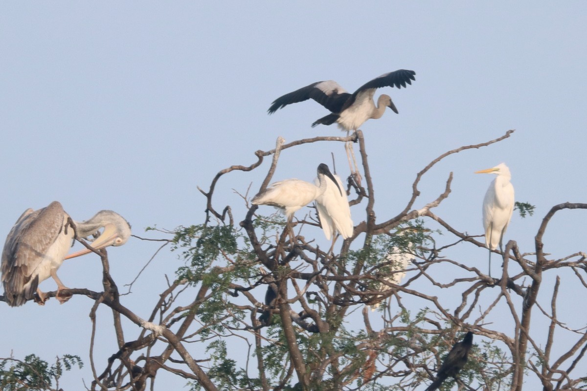 ibis černohlavý - ML504829051