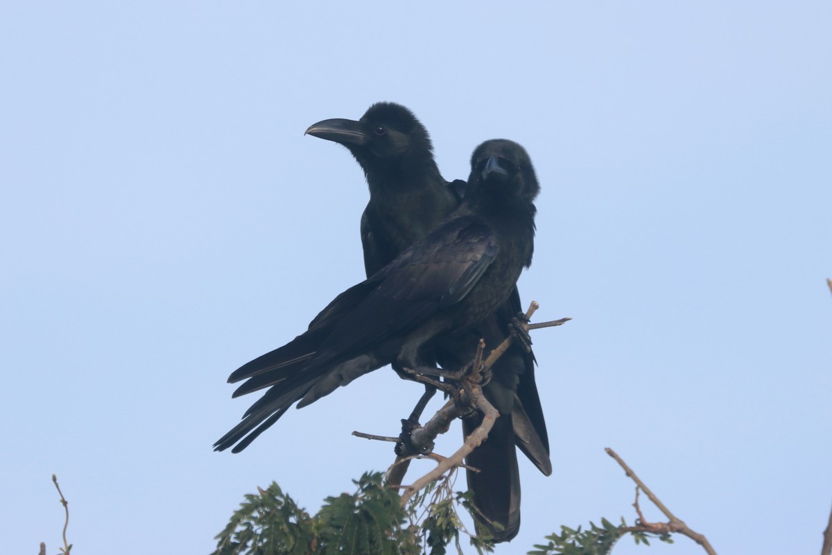 Large-billed Crow - ML504829431