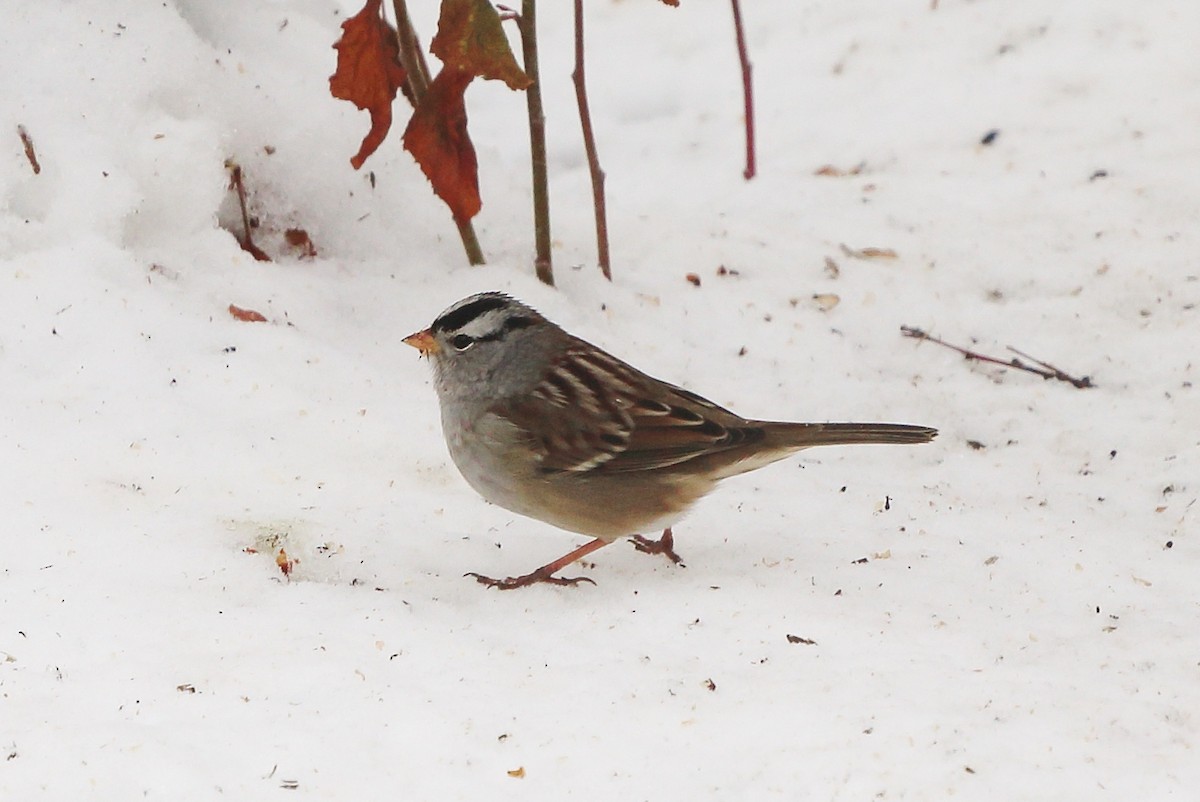 White-crowned Sparrow - ML504831251