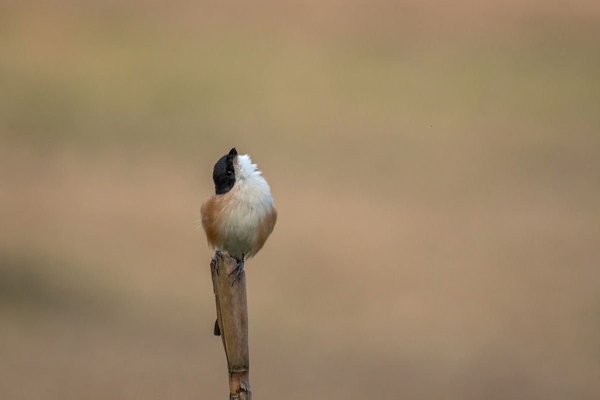 Long-tailed Shrike - ML504831391