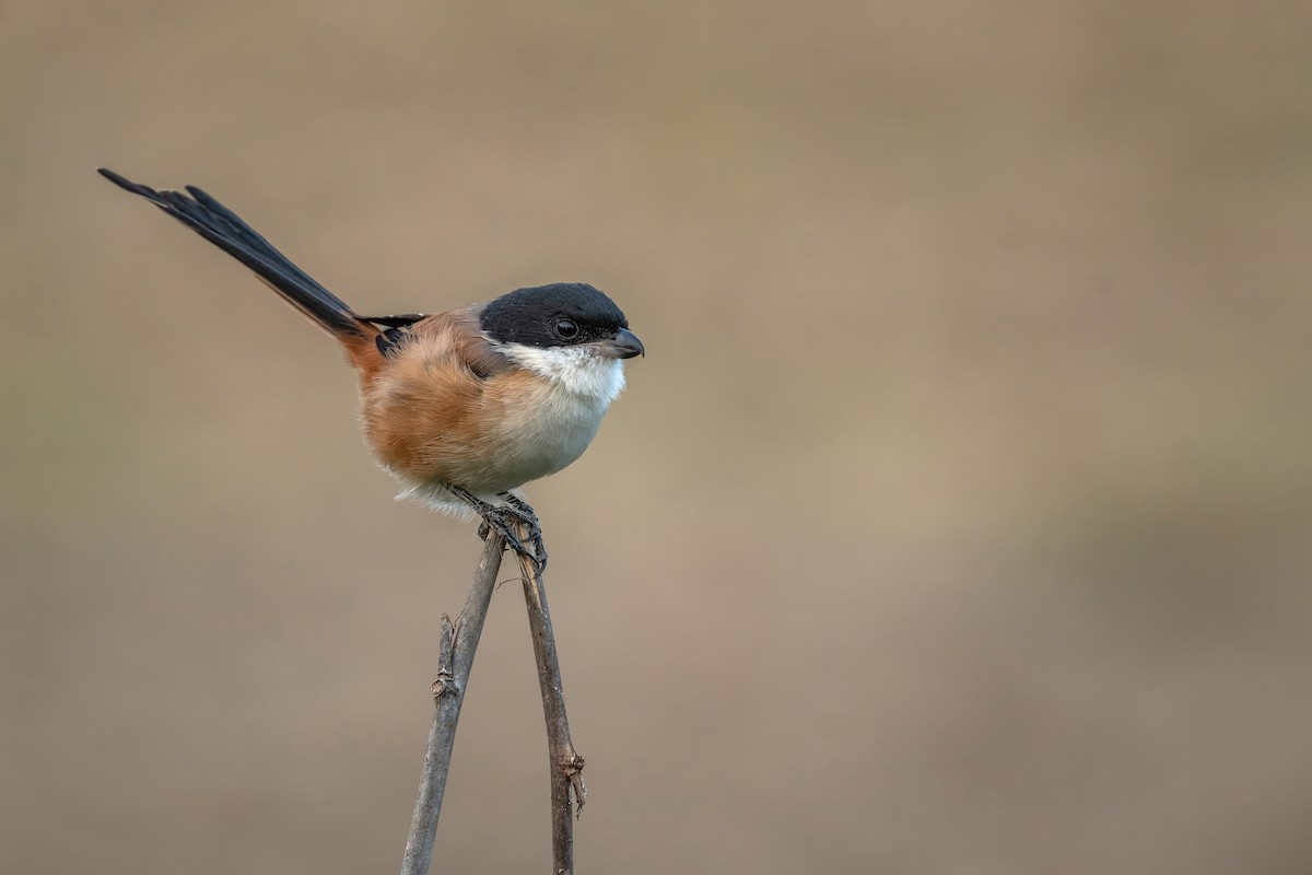 Long-tailed Shrike - ML504831971