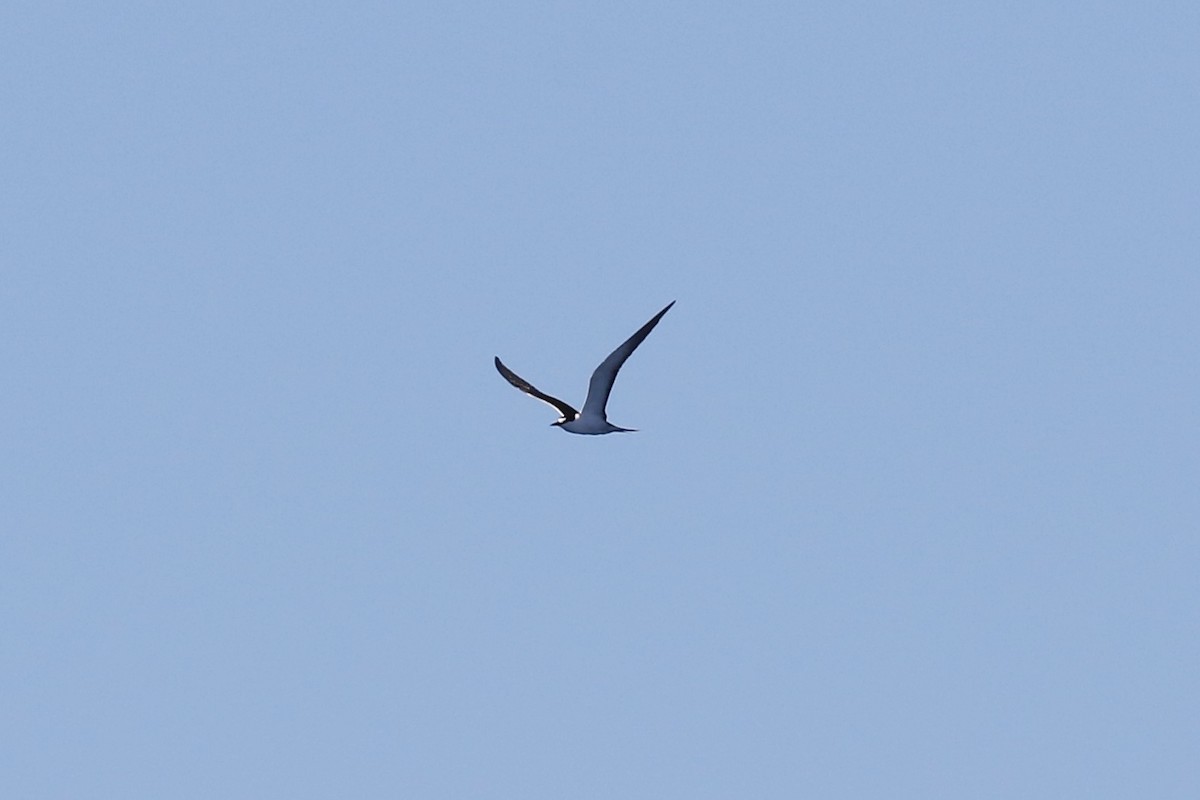 Sooty Tern - ML504832561