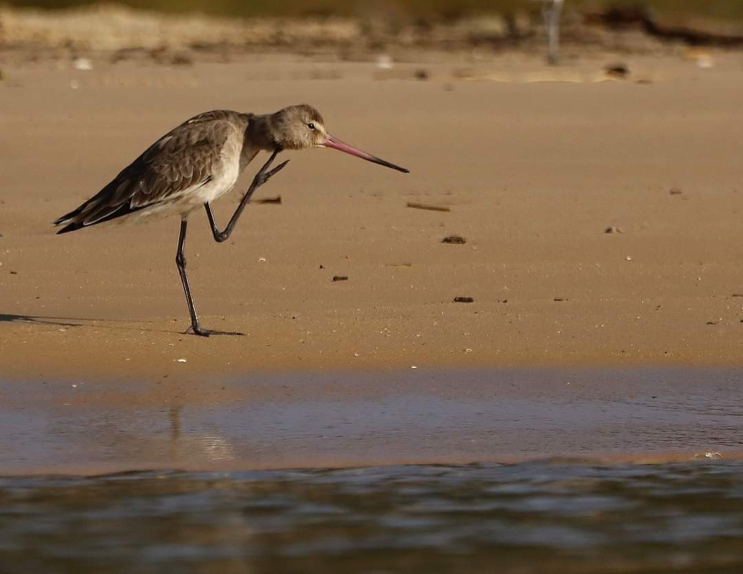 Black-tailed Godwit - ML504832931