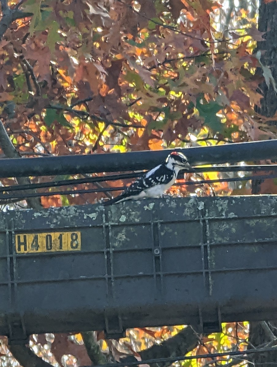 Hairy Woodpecker - ML504833611