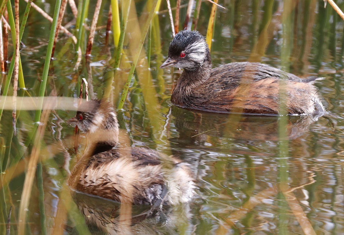 White-tufted Grebe - ML504833931