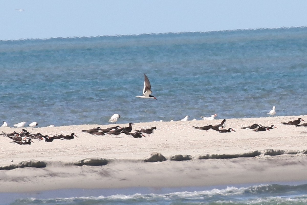 Black Skimmer - ML504833941