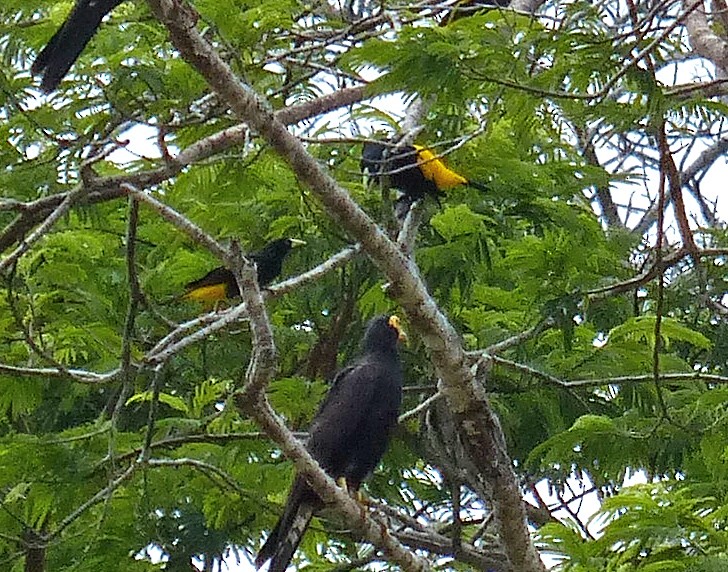 Yellow-rumped Cacique - ML504834041