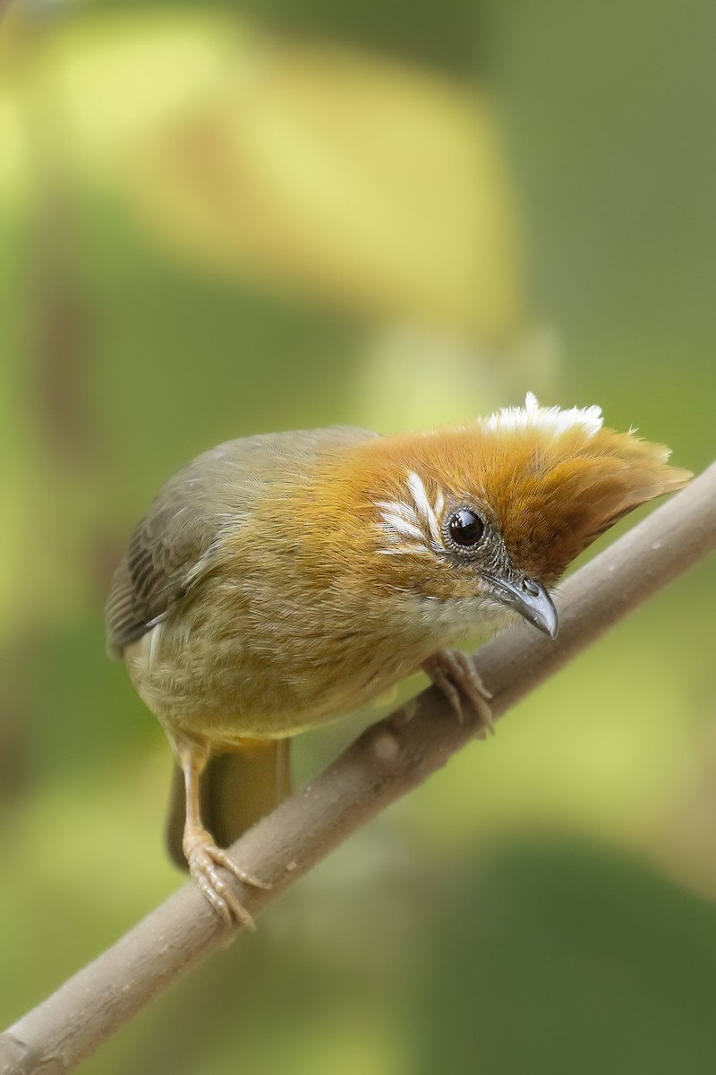 White-naped Yuhina - ML504834191