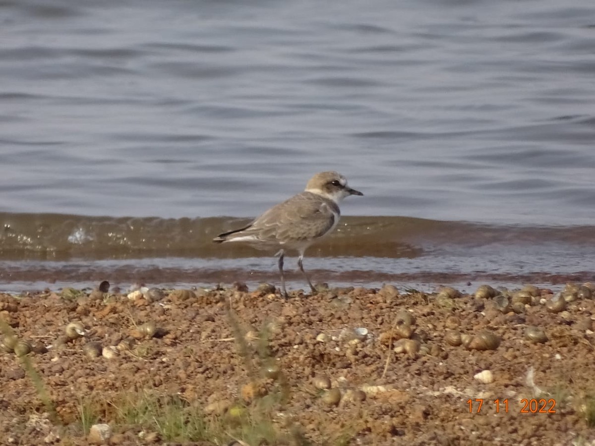 Kentish Plover - Chandan Tripathi