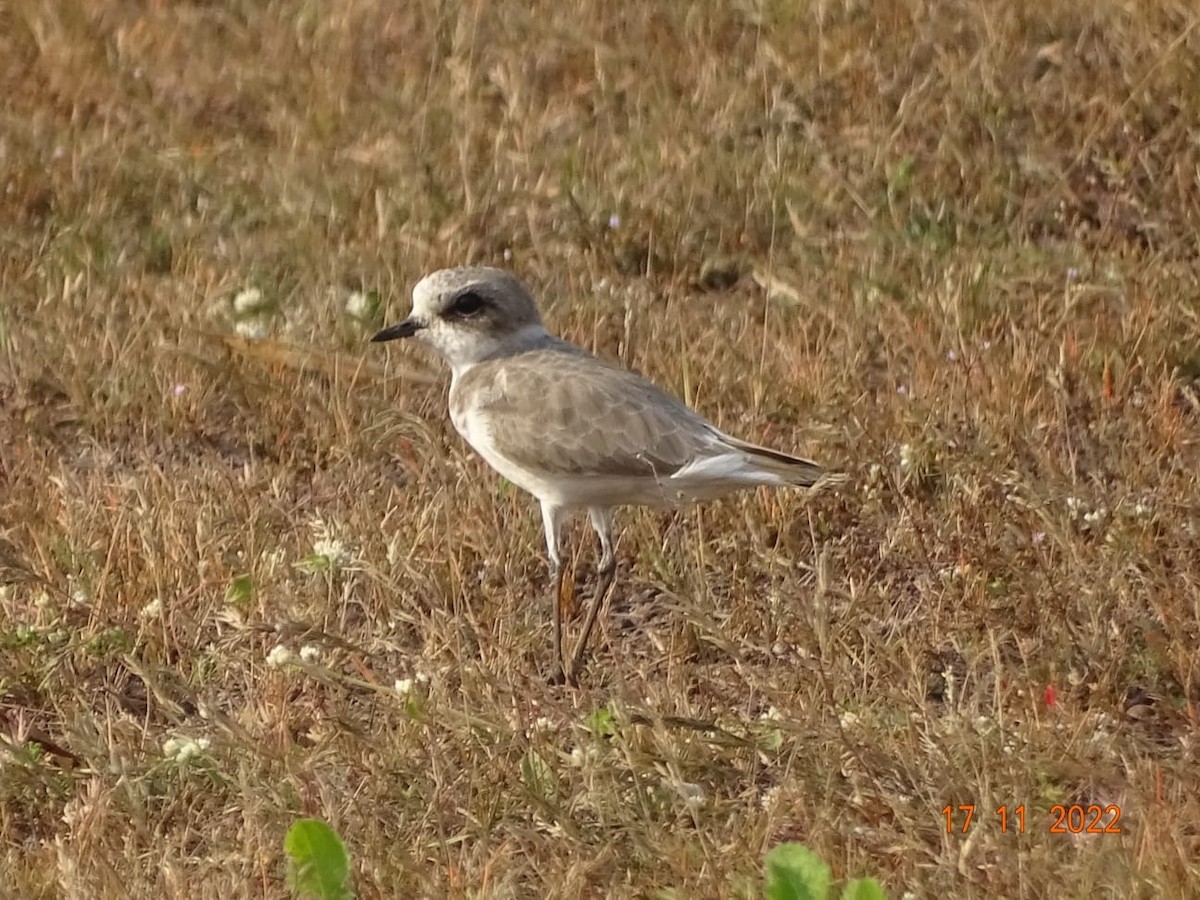 Kentish Plover - Chandan Tripathi