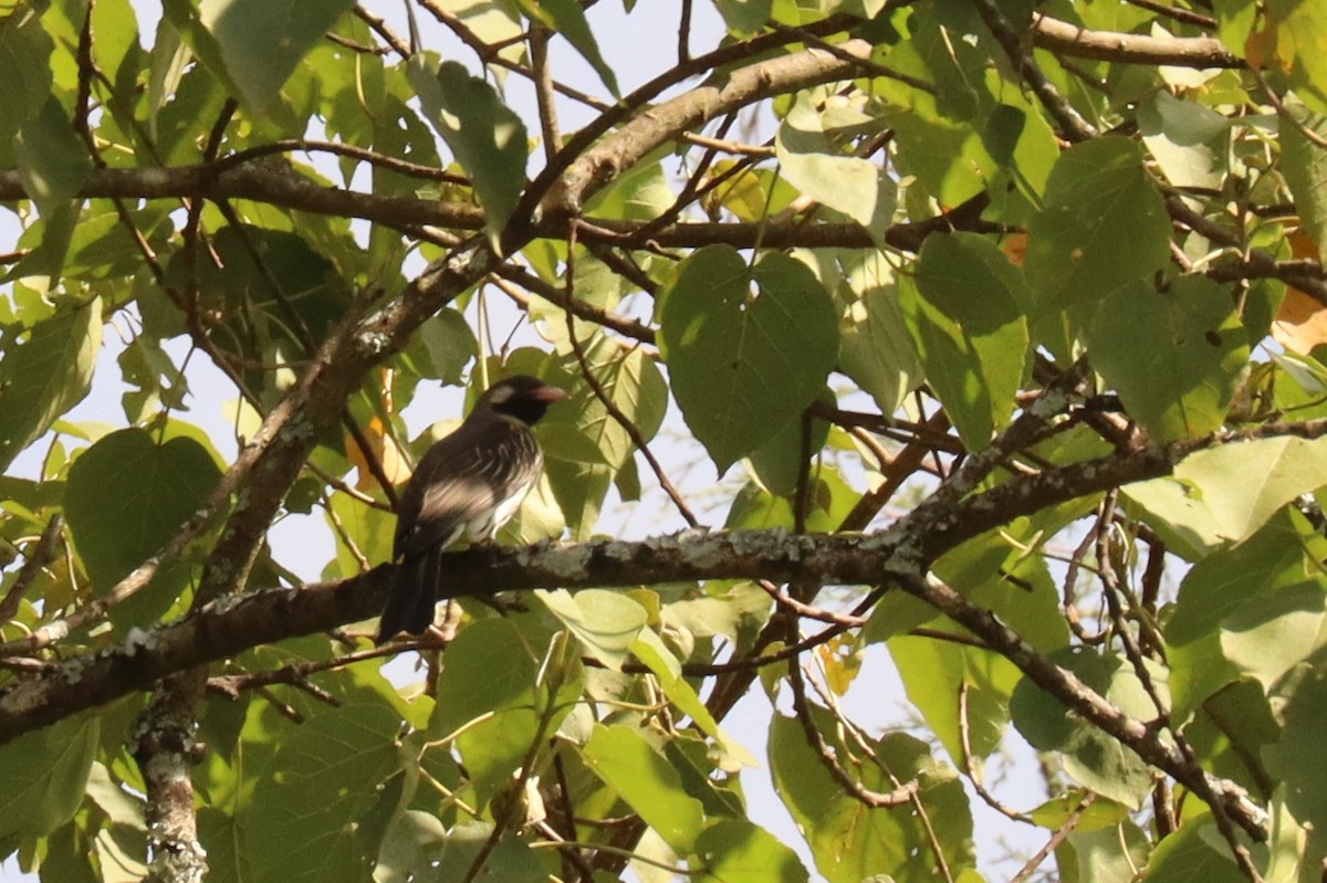 Greater Honeyguide - ML504834711