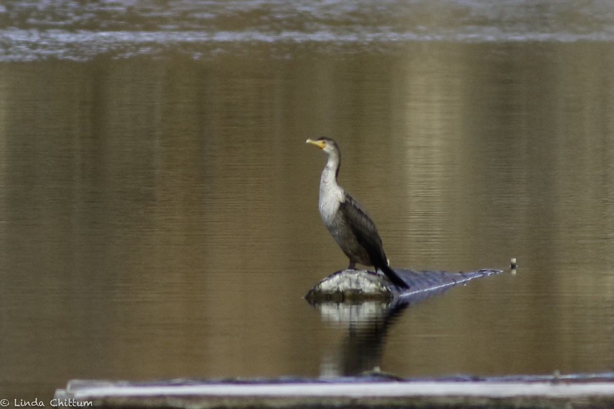 Double-crested Cormorant - Linda Chittum