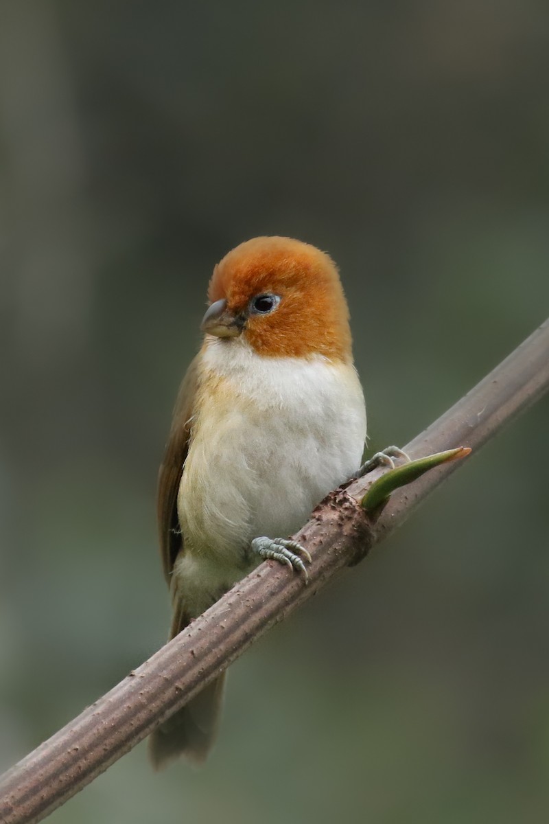 White-breasted Parrotbill - Frank Thierfelder