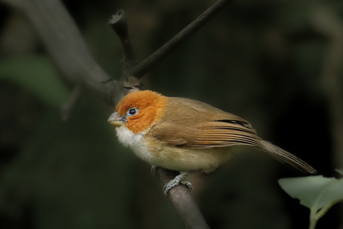 White-breasted Parrotbill - Frank Thierfelder